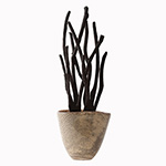 Root